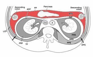 Přední pararenální prostor Ohraničení: vpředu peritoneum, vzadu přední