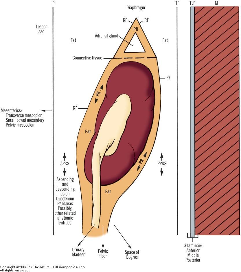 2. Retroperitoneal spaces PR, perirenal space; RF, renal fascia (Gerota's); P, peritoneum; APRS, anterior