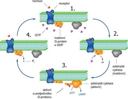 Obr. 4 Cyklus G proteinu spřaženého s receptorem. Oranžové ovály znázorňují tři podjednotky tvořící G-protein. V první fázi je G-protein neaktivní, v tomto stavu je na α podjednotku vázáno GDP.