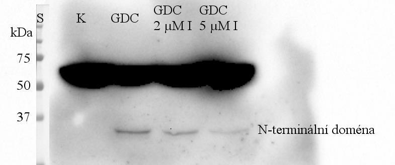 A (λ= 405 nm) Proteolytická aktivita vzorků 0.18 0.16 0.14 0.12 0.1 0.08 0.06 0.04 0.02 0 y = 0.0015x + 0.0764 y = 0.0003x + 0.0269 y = 0.0002x + 0.