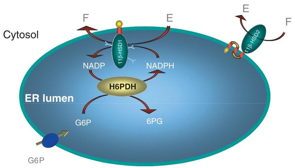 Obrázek 4: Lokalizace 11β-hydroxysteroidních dehydrogenáz v endoplasmatickém retikulu (Draper, Stewart, 20