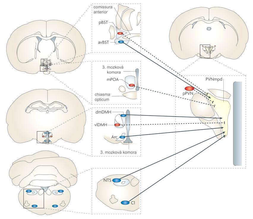 3.1 Vstupy do nucleus paraventricularis (PVN) 3.1.1 Přímé vstupy do PVN Obrázek 1: Přímé napojení mozkových struktur na nucleus paraventricularis Excitační vstupy jsou znázorněny modře,