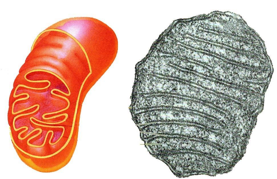 MITOCHONDRIE produkce energie pro buňku - ohraničena dvojitou membránou - vnitřní