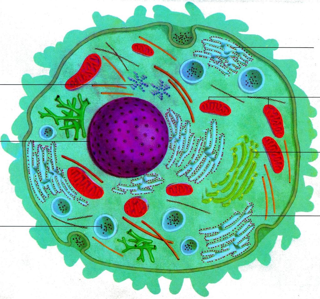 mikrofilamenta centriol hrubé endoplazmatické retikulum mitochondrie jádro