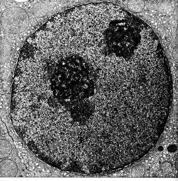 JÁDRO - nucleus jaderná membrána