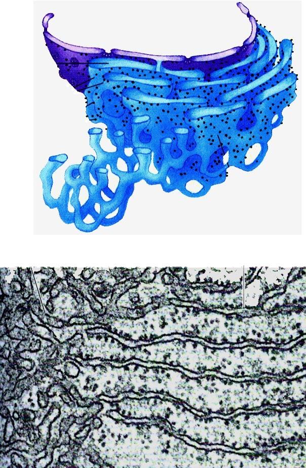 ENDOPLAZMATICKÉ RETIKULUM membránová organela tvořena soustavou cisteren, lamel a váčků jádro Hrubé endoplazmatické retikulum syntéza bílkovin pro export
