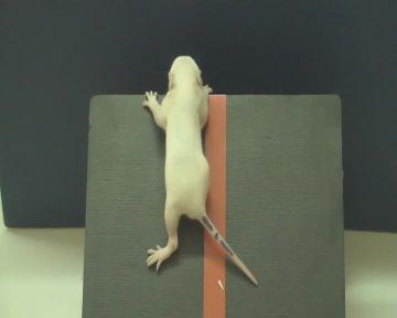 3 Tail pull test Tail pull testem jsme zjišťovali uchopovací reflex mláďat (Meek et al. 2000).
