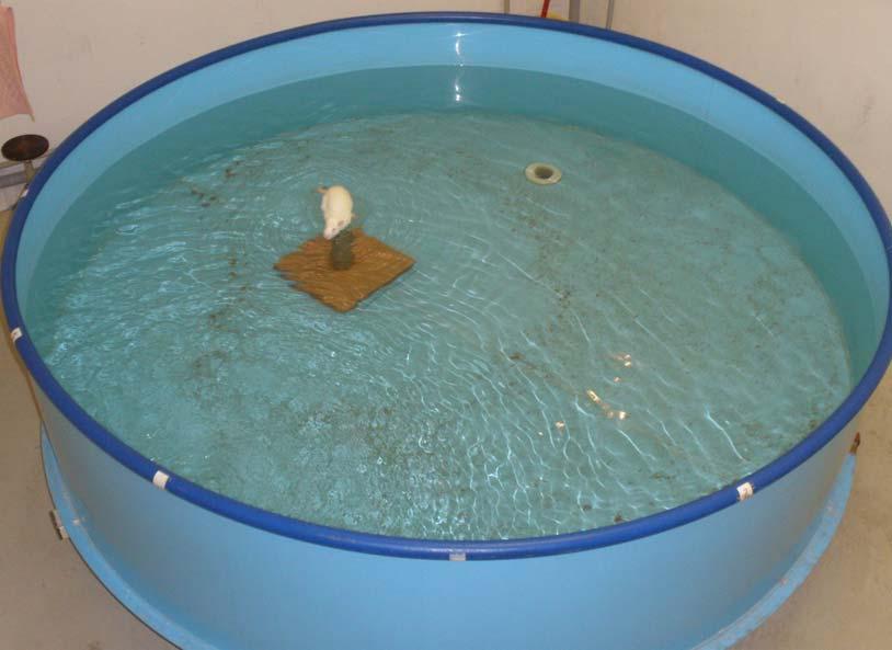 4.8.2 Kognitivní testy Kognitivní funkce u dospělých samců laboratorního potkana (PD 85-90) jsme testovali v Morrisově vodním bludišti (MWM Morris water maze ).