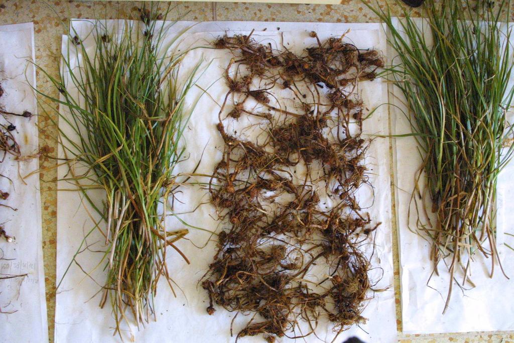 Opravný list: v průběhu vegetační sezóny. Experimentální práce probíhaly v letech 2009 a 2010 na pracovišti VÚRV, v.v.i. v pokusné zahradě oddělení Herbologie.