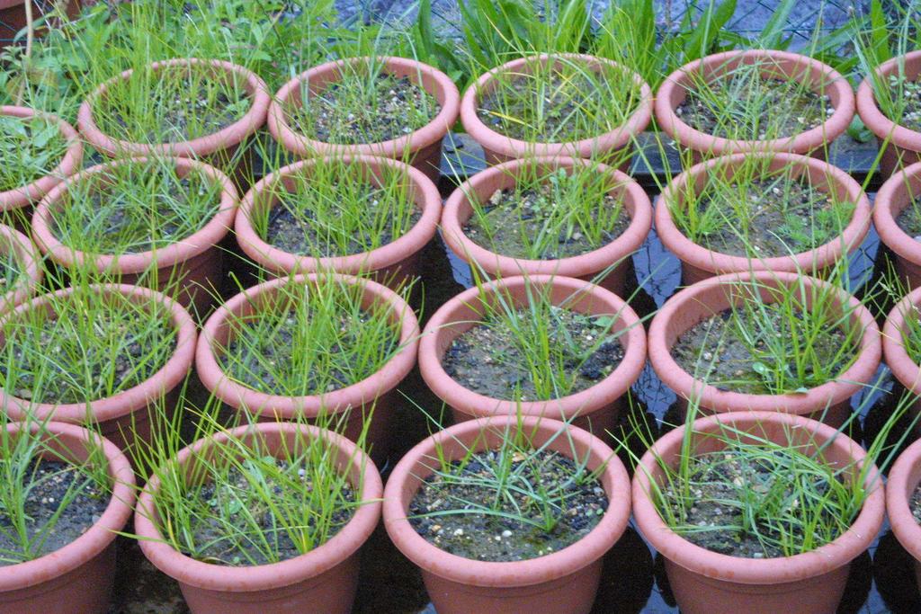 Opravný list: Obr. 11 - Růstová fáze kamyšníků při aplikaci herbicidů (Mikulka 2009) 26. 5.