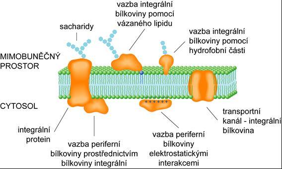 funkce: transportní systémy (specifický transport) membránové enzymy: - specifické funkce (membránová fosforylace, postranní vstupy do dých. řetězce, LHC a chlorofyl, transporní ATPasy.