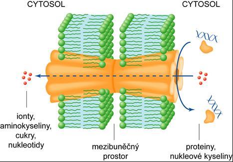 Rozdělení podle provedení: Membránový transport volná difuse: malé nenabité molekuly, hydrofobní molekuly (i větší - steroidy), rozpouštění v lipidovém kontinuu,