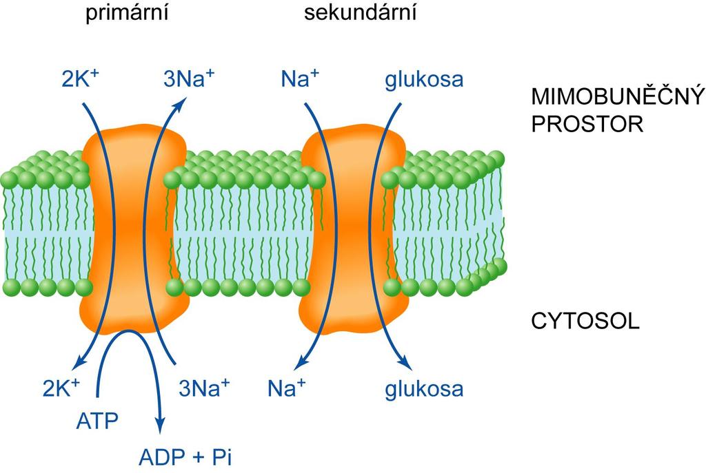 - pasivní transport ( sekundární aktivní transport, symport nebo antiport) - jiné exergonické chemické reakce -
