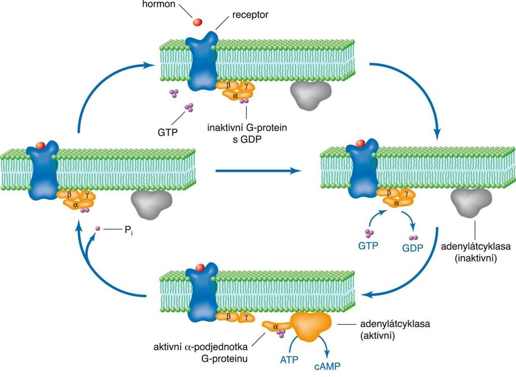- receptory působící prostřednictvím G-proteinů, působí např.