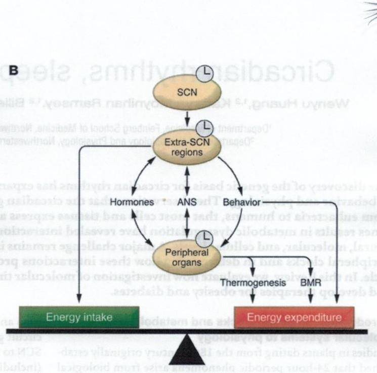 Clin Invest. 2011 Jun;121(6):2133-41. Circadian rhythms, sleep, and metabolism.