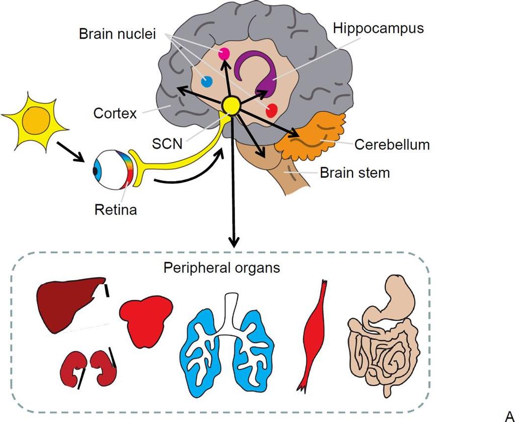 Nat Rev Neurosci.