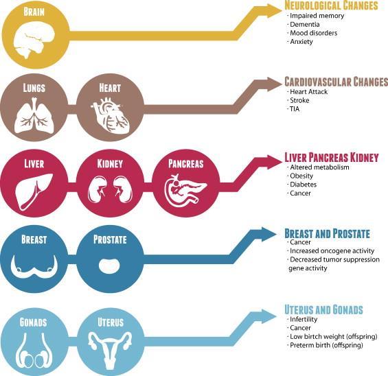 Circadian disruption affects multiple organ systems.