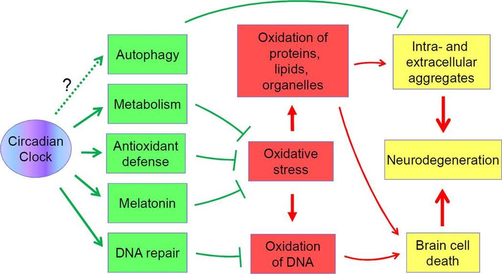 Potential mechanisms of circadian clock-dependent regulation of neurodegenerationthe circadian clock regulates metabolism, ROS homeostasis, DNA repair and, probably, autophagy (circadian clock