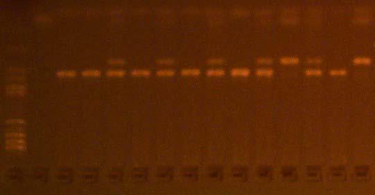 NQO1 1 2 3 4 5 6 7 1 marker Phi174/HaeIII; 4,6
