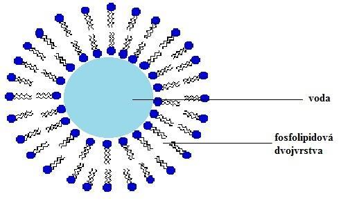 Tab. 1) Rozsah velikostí nano- a mikročástic a metody jejich přípravy Druh částice Velikost Způsob přípravy Dendrimery 1,5 10 nm Chemická syntéza Micely 10 30 nm Micelární polymerizace Polymerní