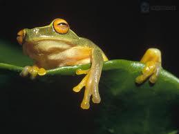 Pohyb žáby je možný pouze skokem na volný kámen před její pozicí nebo přeskokem přes jednu žábu (libovolné barvy) na volnou pozici za ní.