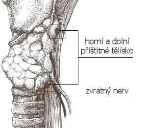 Glandula thyreoidea Glandulae parathyroideae parathormon ŠŽ složena z: 3 Váčků