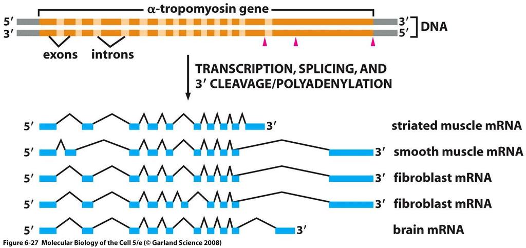 sestřih může být alternativní TRANKRIPCE, ČEPIČKA, POLYADENYLACE,