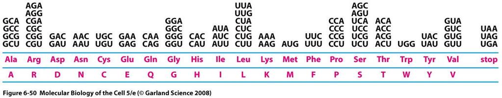 Genetický kód kodón AUG (kóduje Met) je používán jako startovní kodón UAA, UAG, UGA jsou terminační místa stop kodóny podle dohody se kodón vždy