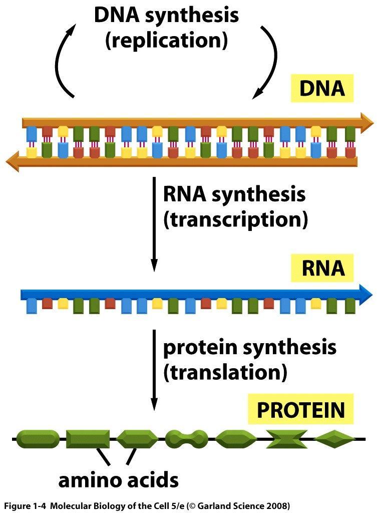 Tok genetické informace DNA RNA Protein (výjimečně
