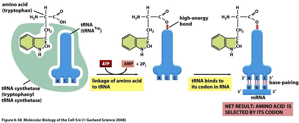 trna syntetázy připojení správné aminokyseliny ke