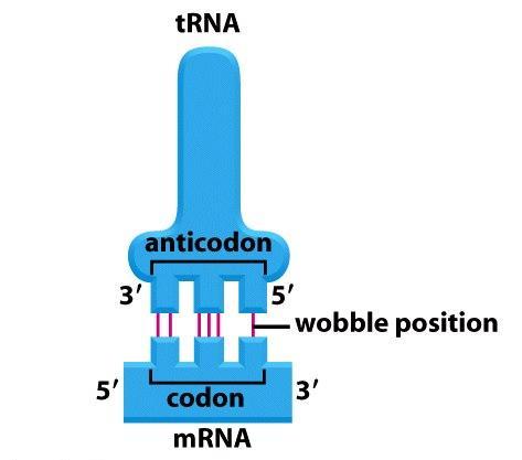 wobble kolísavé párování mezi kodónem a antikodónem některé