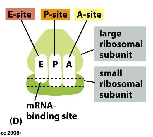 ribozóm 3 vazebná místa pro trna: vazebné místo pro mrna velká podjednotka ribozómu malá podjednotka ribozómu A místo pro