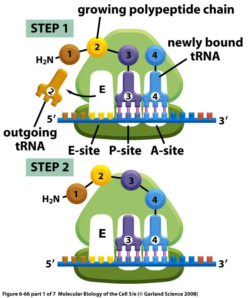 elongace 4 kroky cyklu ribozómu KROK 1 rostoucí polypeptidový řetězec nově vázaná trna krok 1 použitá trna se uvolňuje z E místa, aminoacyl-trna