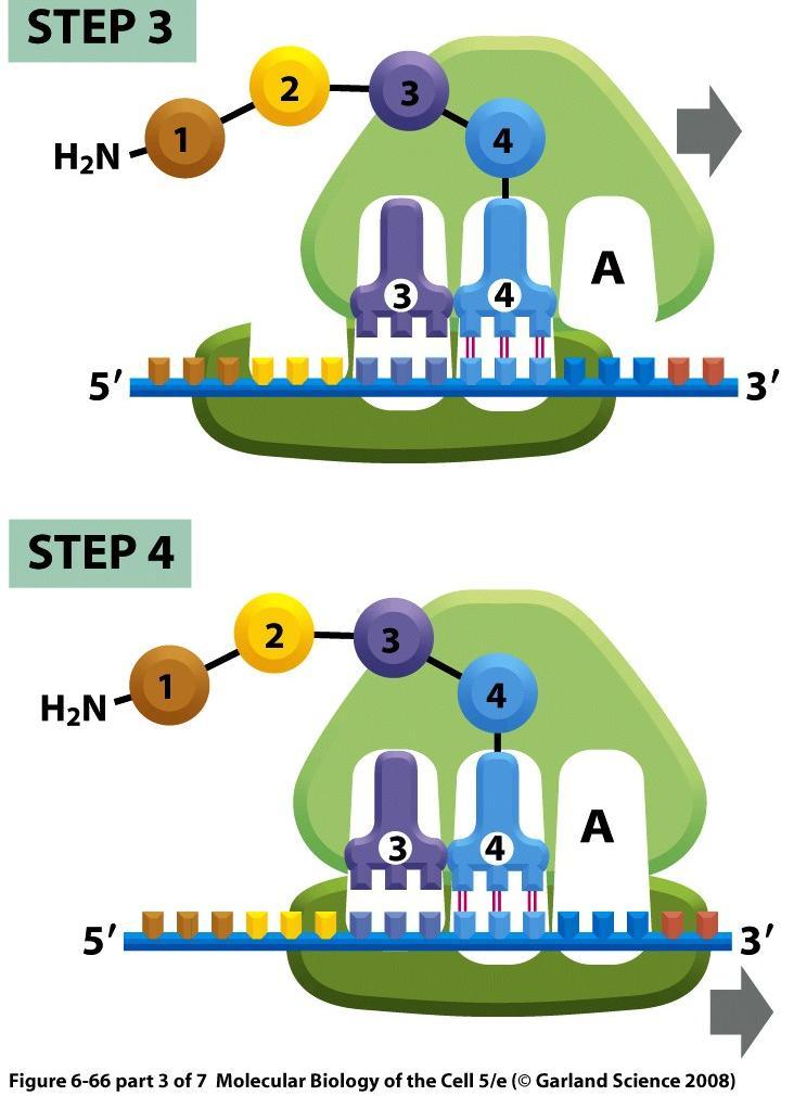 elongace 4 kroky cyklu ribozómu KROK 3 KROK 4 krok 3 velká podjednotka se posune vůči malé podjednotce o jeden kodón