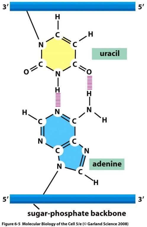 ribonukleotidy místo