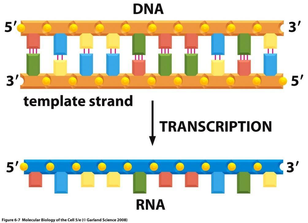 Transkripce enzym RNA polymeráza