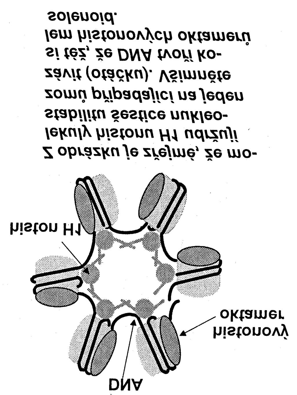 P3/9 pri replikácii a transkripcii mení topologický stav DNA proteínové lešenie: topoizomeráza II, HMG proteíny, transkripčné faktory, polymerázy chromatínová doména: prebieha v nich
