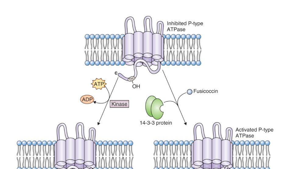 PM H + -ATPáza je regulována prostřednictvím enzymové aktivity spíše než genovou expresí 21 Arabidopsis PM H + -ATPáza: 11 genů C-terminální regulační autoinhibiční doména (Thr; fosforylační místo) 2