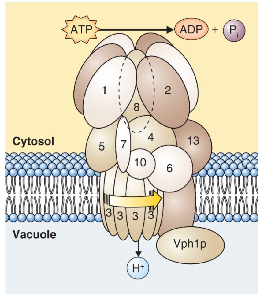 V-typ ATPázy 23 Příbuzné ATPázám typu F složitá multisubjednotková struktura Arabidopsis V-ATPázy: 13 subjednotek kódovaných 27 geny; tonoplast a endomembrány Velké množství kombinací Pumpují 3