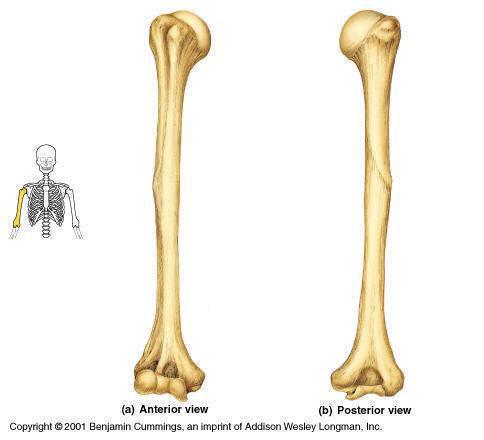 61) Na obrázku určte názvy jednotlivých častí dlhých kostí a uveďte typ kostného tkaniva, ktoré obsahujú: (3 b).