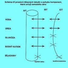 Extracelulární Intracelulární U dospělého člověka voda tvoří až 66%