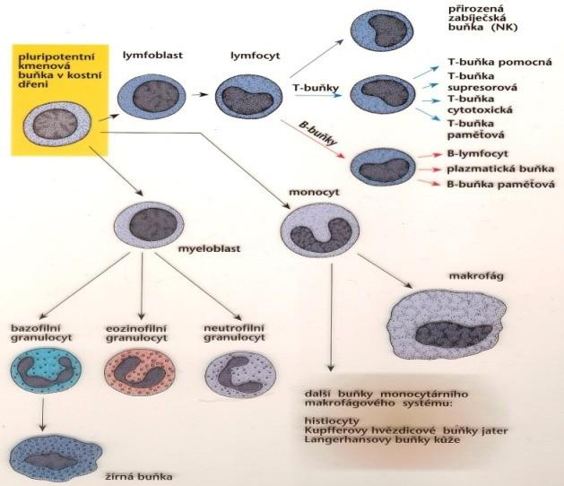 průsvitné buňky s jádrem 4 000-10 000/mm 3 ( při nemoci počet stoupá) nejvíce odpoledne, nejméně ráno délka života - hodiny, dny, týdny, roky