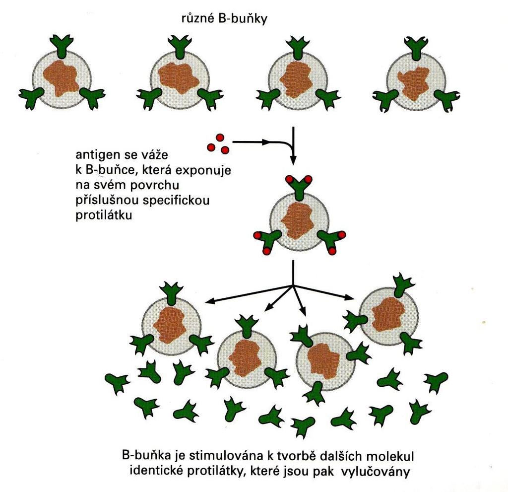 zásadní funkci - B lymfocyty pocházejí z kostní dřeně, mohou se měnit na plasmatické buňky produkující protilátky(imunoglobuliny) Imunoglobuliny : IgG, IgM, IgA, IgE a IgD.