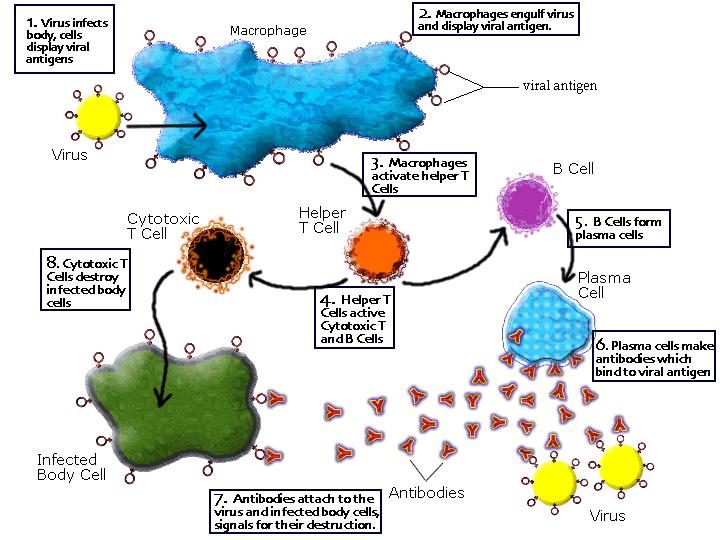 1.Virus infikuje tělo 2.Makrofágy pohlcují viry 8.Cytotoxické T bb ničí infikované tělní buňky 3.Makrofágy aktivují T bb. 4. T bb. se mění na cytotoxické a aktivují B bb.