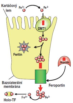 Obr. 1: Transport železa v enterocytu u IDA Zdroj: (Pospíšilová, 2007) 2.5.3 Transport železa v plazmě Transport zajišťuje bílkovina transferin. Jedná se o glykoprotein, který je tvořen v játrech.