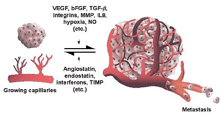 Indukce angiogeneze Schopnost nádorů přesáhnout svou velikostí masu o průměru větší než 1 mm závisí na
