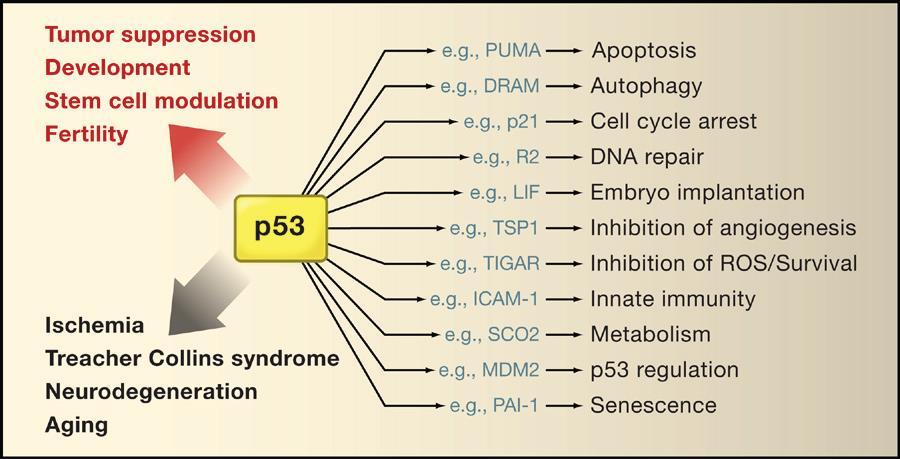p53: za hranicí kancerogeneze II Kromě toho, že p53 funguje jako nádorový supresor, reguluje řadu dalších buněčných a vývojových procesů.