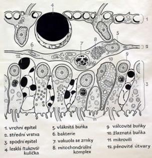 ventrální straně tvořeno válcovitými bičíkatými buňkami a žláznatými buňkami; na dorzální straně