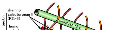 7 Monomery homogalacturonanu (HG) spojeny apiózou => dimer mrg-ii Dimery mrg-ii