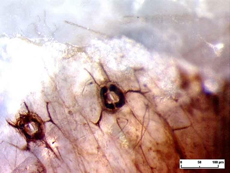 buňkami Asteroxylon, průduchy a epidermis (svěrací